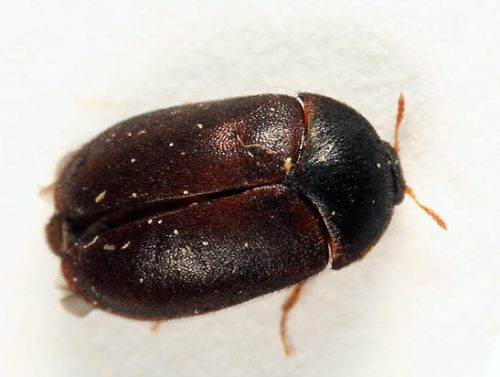 Black Carpet Beetle (Attagenus unicolor)