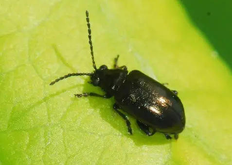 Black Flea Beetles (Alticini)