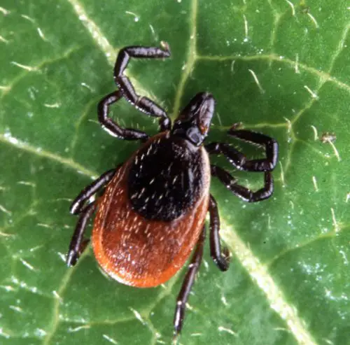 Black-Legged Tick (Ixodes scapularis)
