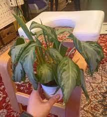 Chinese Evergreen Leaves Curling