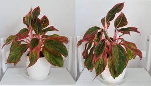 Chinese Evergreen Leaves Drooping (Causes & Solutions)