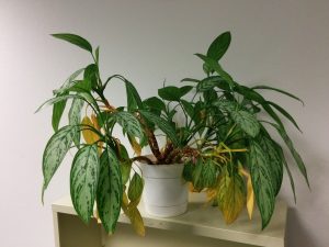 Chinese Evergreen Leaves Turning Brown