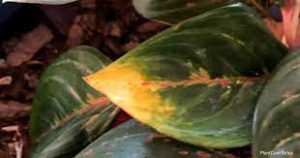Chinese Evergreen Leaves Turning Yellow