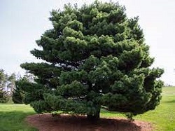 Types of Pine Trees
