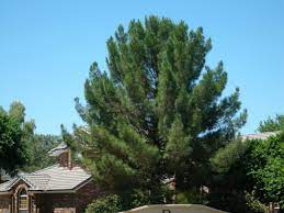 Different Types of Pine Trees (With Pictures)