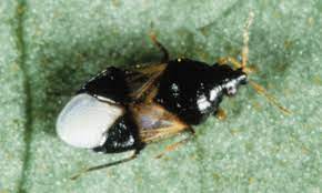 Different Types of Black Bugs Found In Homes