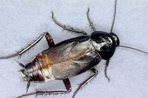 Oriental Cockroach or Waterbug (Blatta orientalis)