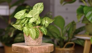 how to care for arrowhead plant