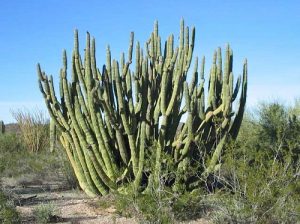 Is Cactus A Fruit or Vegetable