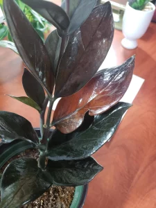 ZZ Plant Leaves Turning Brown (Causes & Solutions)