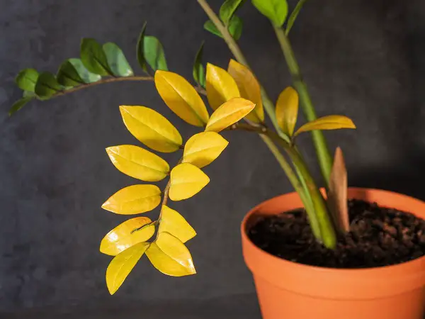 ZZ Plant Leaves Turning Yellow (Causes & Solutions)