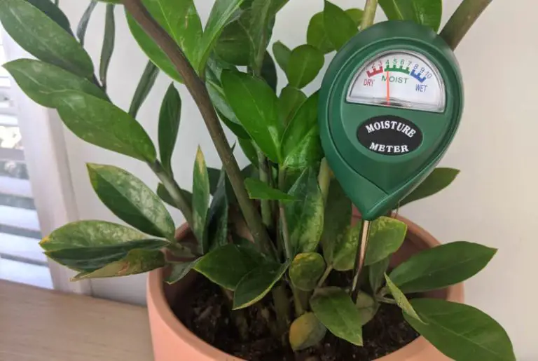 ZZ Plant Leaves Curling Causes Solutions Own Yard Life ZZ Plant Leaves Curling Causes Solutions Own Yard Life