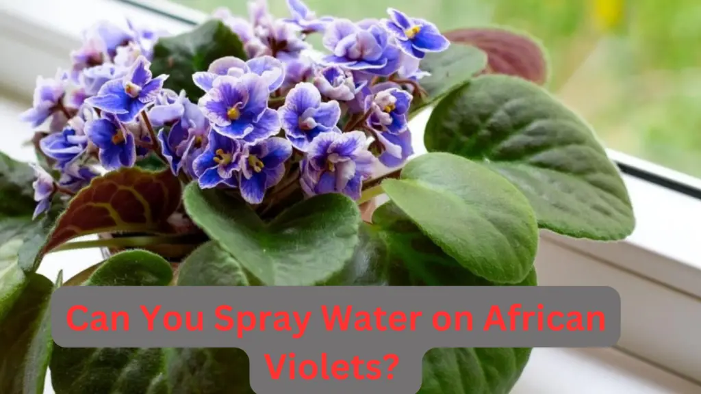 Can You Spray Water on African Violets? (Detailed Guide)