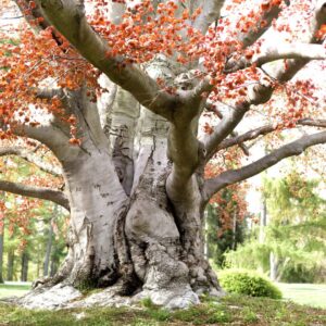 Tree With Smooth Gray Bark