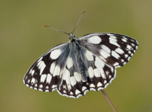 Black and White Butterfly