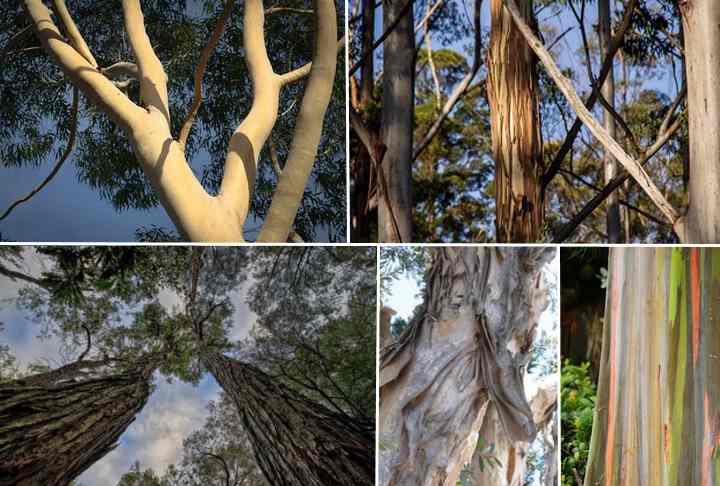 Smooth Bark Eucalyptus