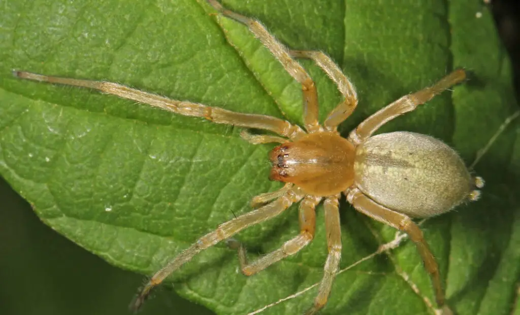 Dangerous Bugs in Kentucky
