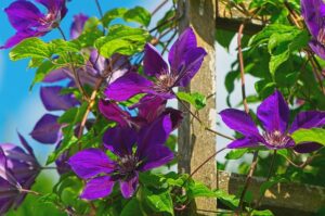 Purple Flower Vines