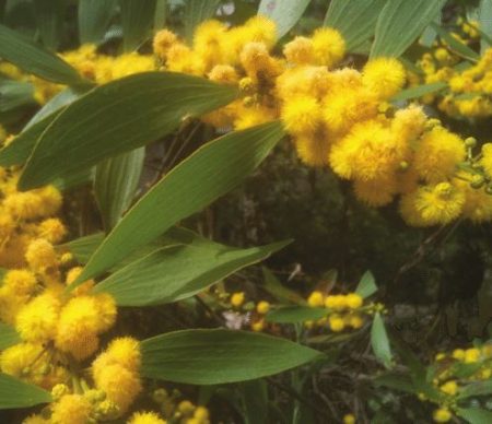 Acacia (Genus Acacia)