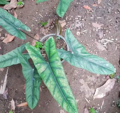 Alocasia heterophylla ‘Green Veins’