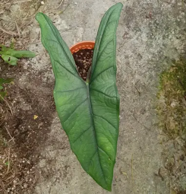 Alocasia heterophylla ‘Green’