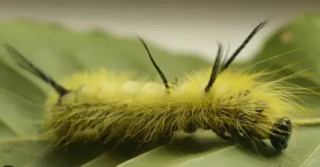 American Dagger Caterpillar (Acronicta americana)