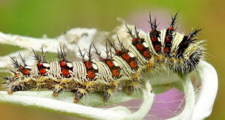 American Lady Caterpillars (Vanessa virginiensis)