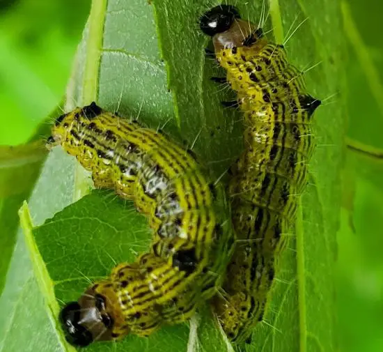 10 Types of Green Caterpillars with Black Heads with Pictures