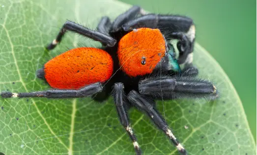 Over 35 Types of Jumping Spiders in California with Pictures