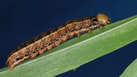 Army Cutworm Caterpillar (Euxoa auxiliaris)