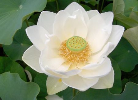 Asiatic Lotus (Nelumbo – Alba Grandiflora)