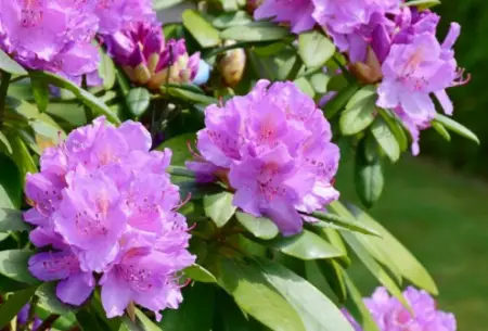 Azaleas or Rhododendrons