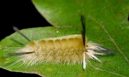 Banded Tussock Caterpillar