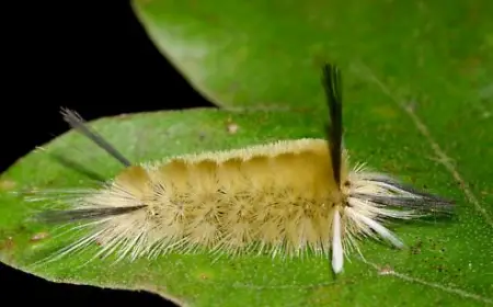 Banded Tussock Moth Caterpillar (Halysidota tessellaris)