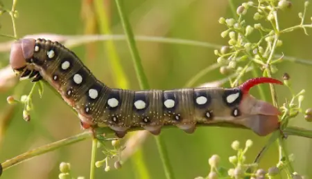 Bedstraw Hawkmoth Caterpillar