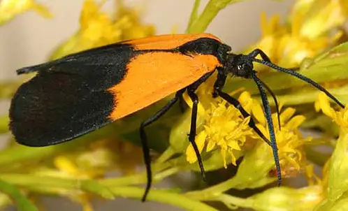Black-And-Yellow Lichen Moth
