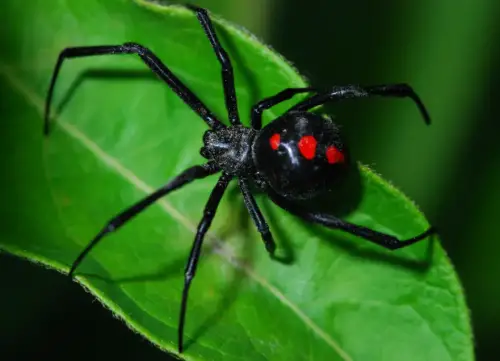 Black Widow (Latrodectus mactans)