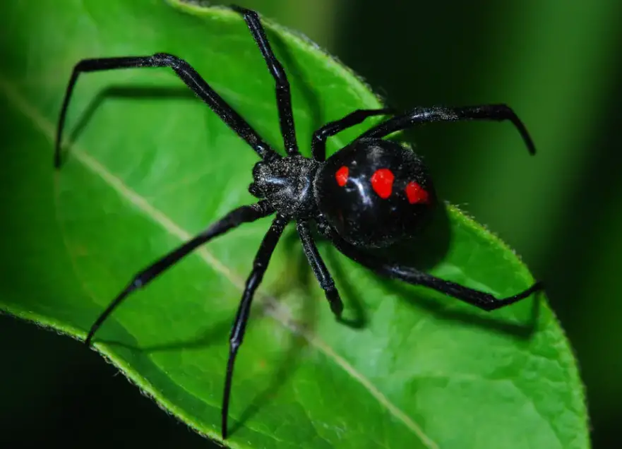 5 Popular Types of Poisonous Spiders in PA (Pennsylvania)