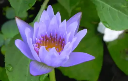 Blue Star Lotus