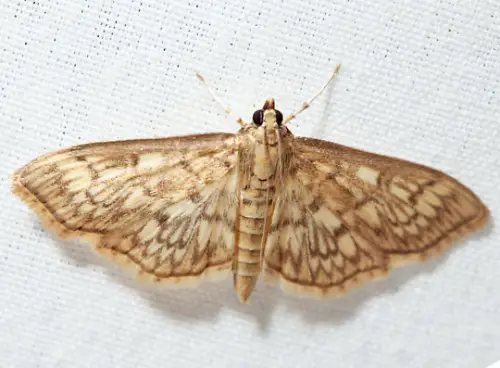 Bold-Feathered Grass Moth