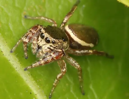 Buttonhook Leaf-Beetle Jumping Spider