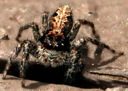 California Flattened Jumping Spider