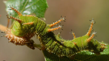 California Sister Caterpillar (Adelpha californica)