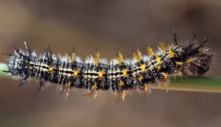 California Tortoiseshell Caterpillar (Nymphalis californica)