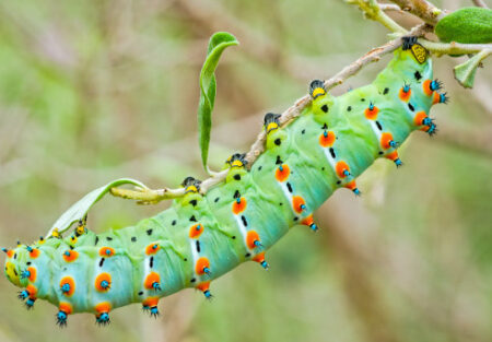 Calleta Slikmoth Caterpillar (Eupackardia calleta)
