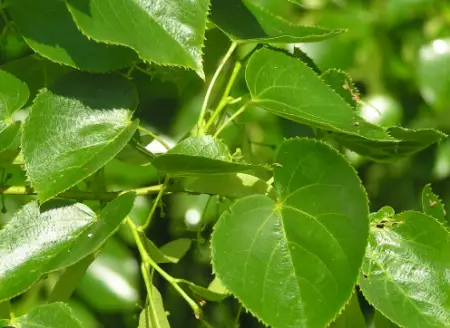 Caucasian Lime (Tilia x euchlora)