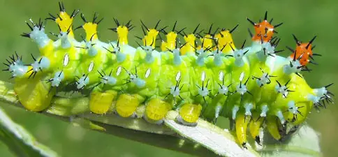 20 Types of Texas Caterpillars (With Pictures)