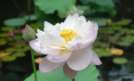 Chawan Lotus