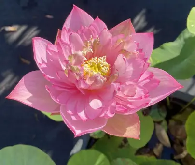Cherry Lotus