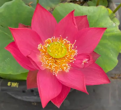 Chinese Red Shanghai Lotus